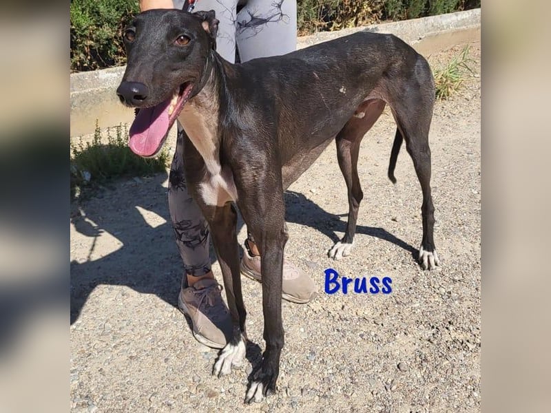 Bruss geb. 01/2023 (in Deutschland) - sanfter Traumgalgo!