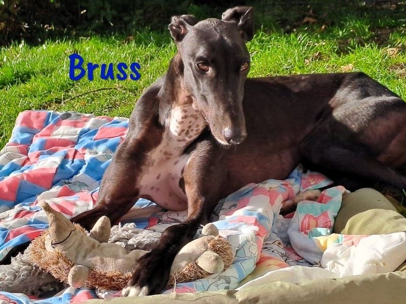 Bruss geb. 01/2023 (in Deutschland) - sanfter Traumgalgo!