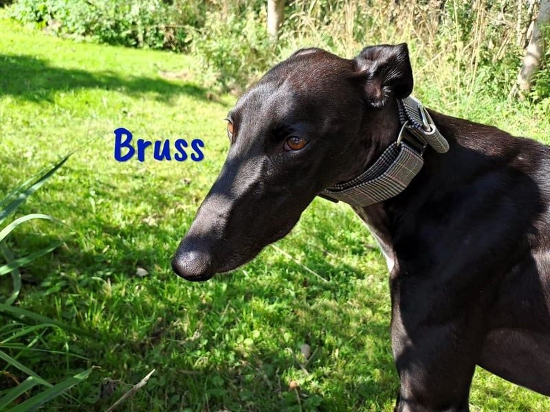 Bruss geb. 01/2023 (in Deutschland) - sanfter Traumgalgo!