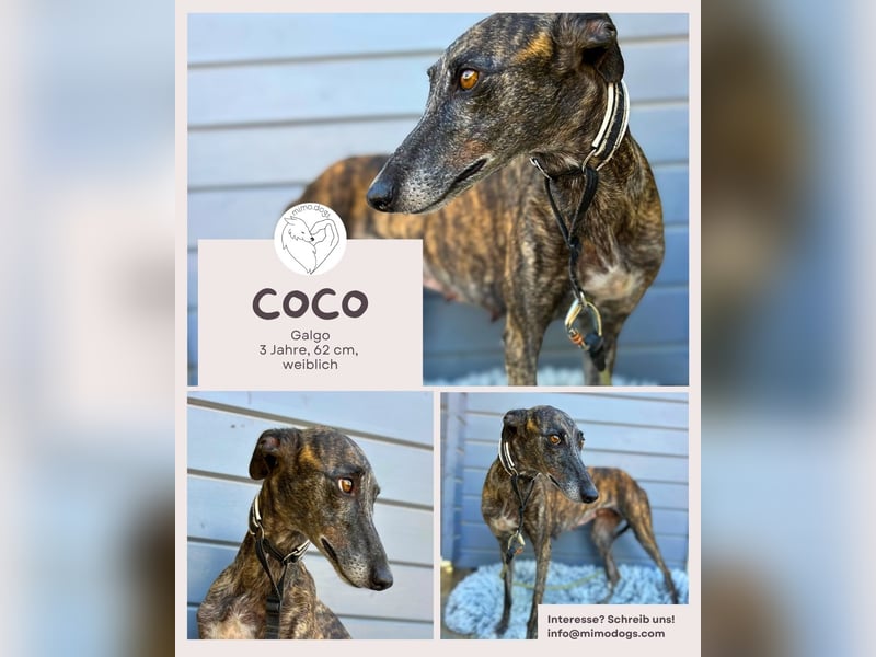 Coco: Sanftmut in Windhundgestalt