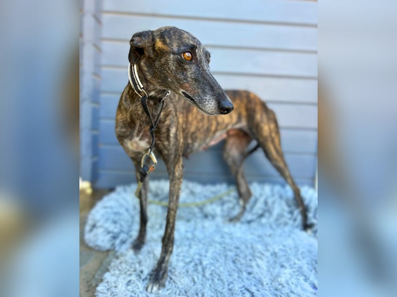 Coco: Sanftmut in Windhundgestalt