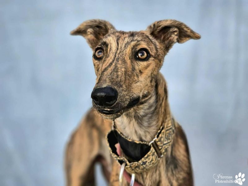 Hinoki ist anfangs etwas schüchtern, ist danach aber fröhlich und verschmust