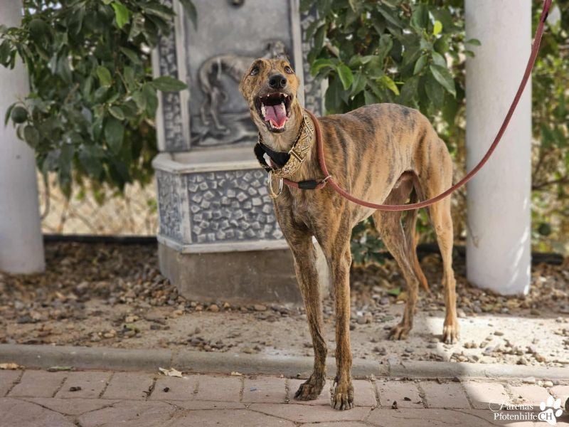 Hinoki ist anfangs etwas schüchtern, ist danach aber fröhlich und verschmust