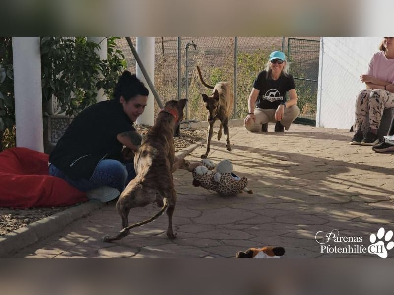 Hinoki ist anfangs etwas schüchtern, ist danach aber fröhlich und verschmust