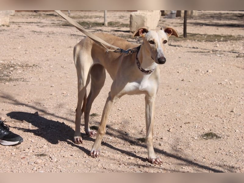 ❤️ CLARINA ❤️    ❗NOTFALL❗