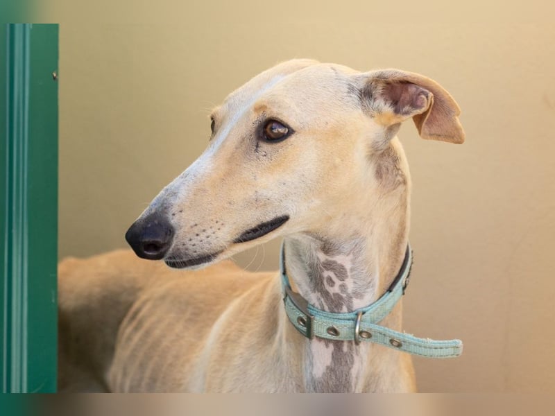 ❤️ CLARINA ❤️    ❗NOTFALL❗