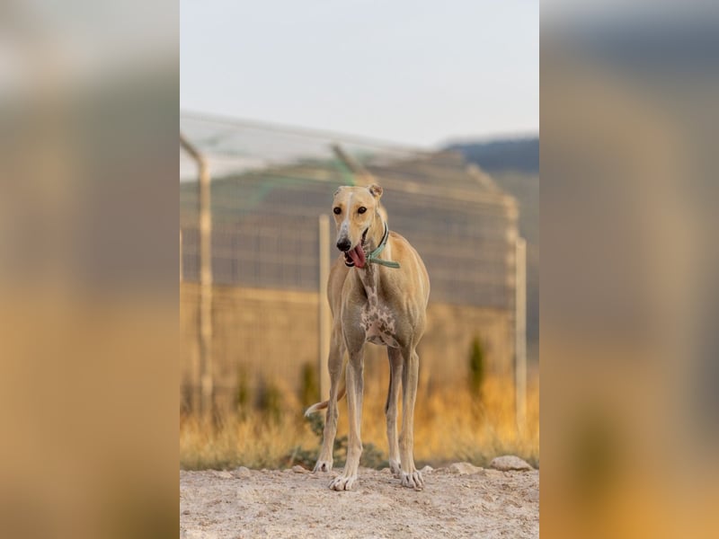 ❤️ CLARINA ❤️    ❗NOTFALL❗