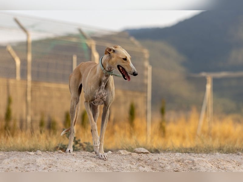 ❤️ CLARINA ❤️    ❗NOTFALL❗