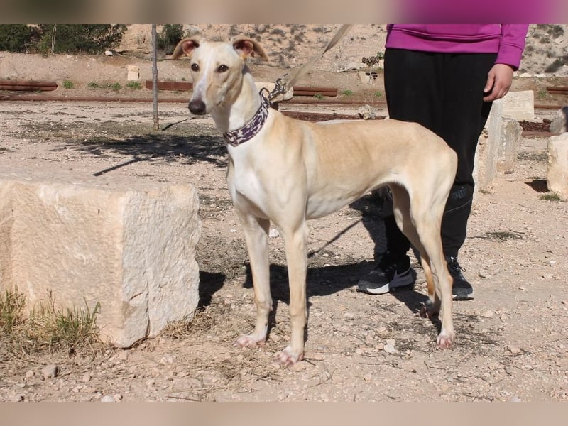 ❤️ CLARINA ❤️    ❗NOTFALL❗