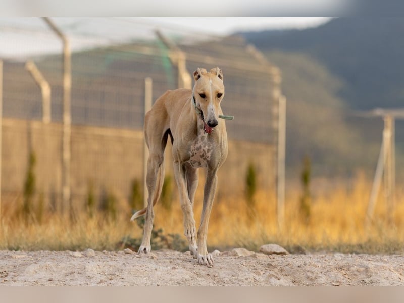 ❤️ CLARINA ❤️    ❗NOTFALL❗