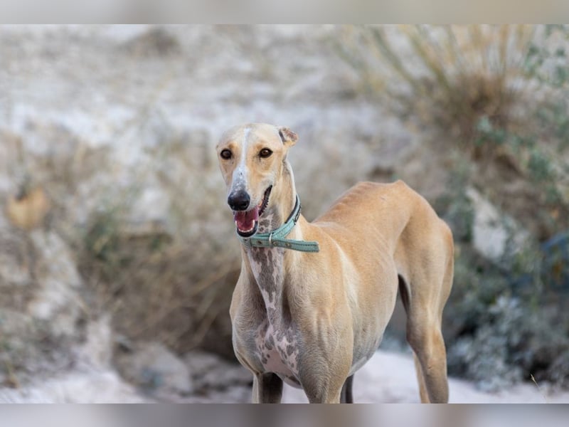 ❤️ CLARINA ❤️    ❗NOTFALL❗