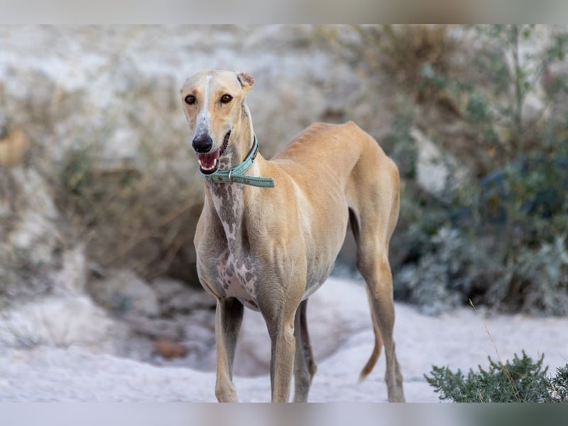 ❤️ CLARINA ❤️    ❗NOTFALL❗