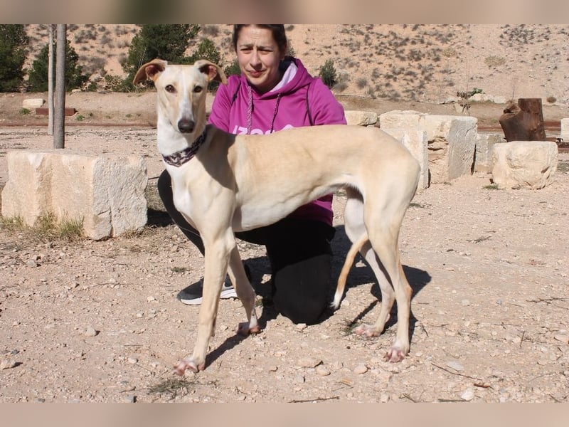 ❤️ CLARINA ❤️    ❗NOTFALL❗