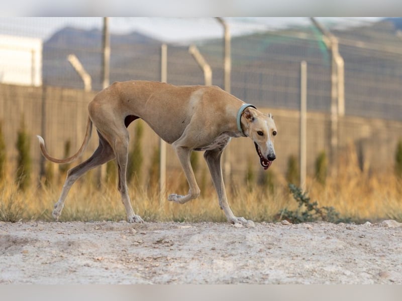 ❤️ CLARINA ❤️    ❗NOTFALL❗