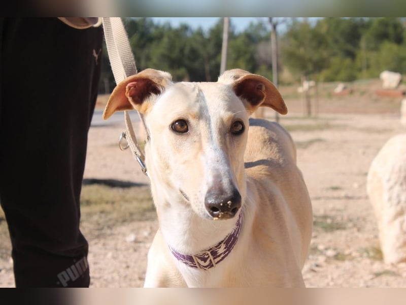 ❤️ CLARINA ❤️    ❗NOTFALL❗