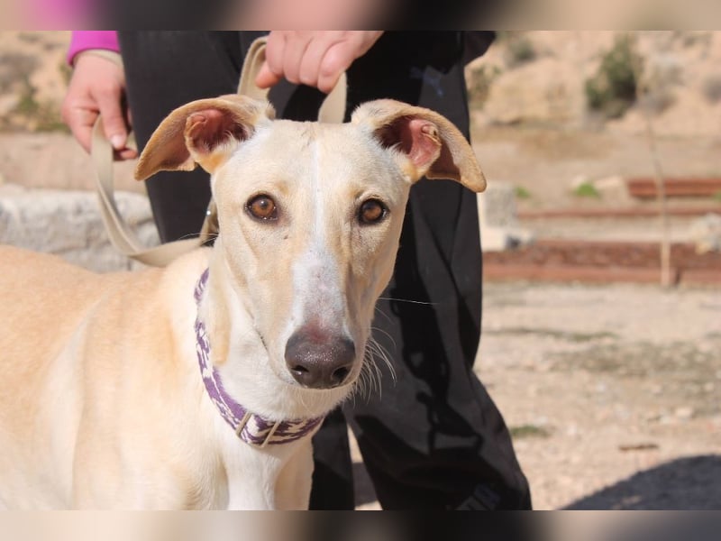 ❤️ CLARINA ❤️    ❗NOTFALL❗