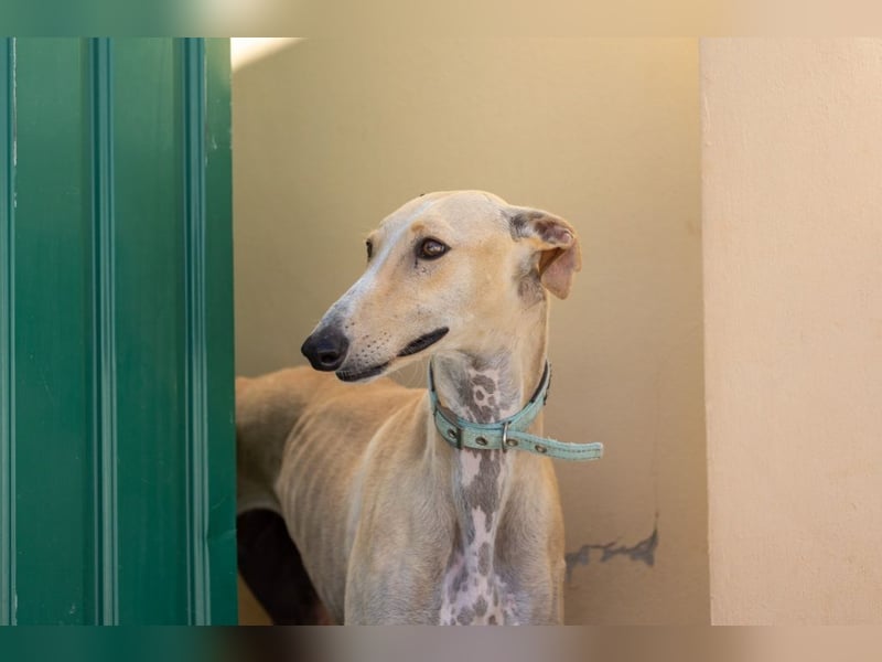 ❤️ CLARINA ❤️    ❗NOTFALL❗