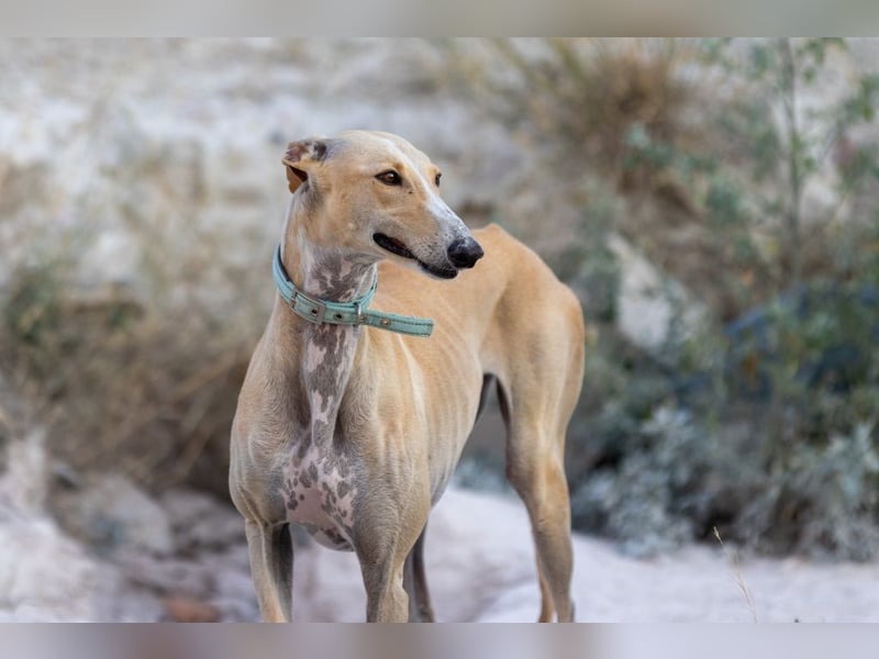 ❤️ CLARINA ❤️    ❗NOTFALL❗