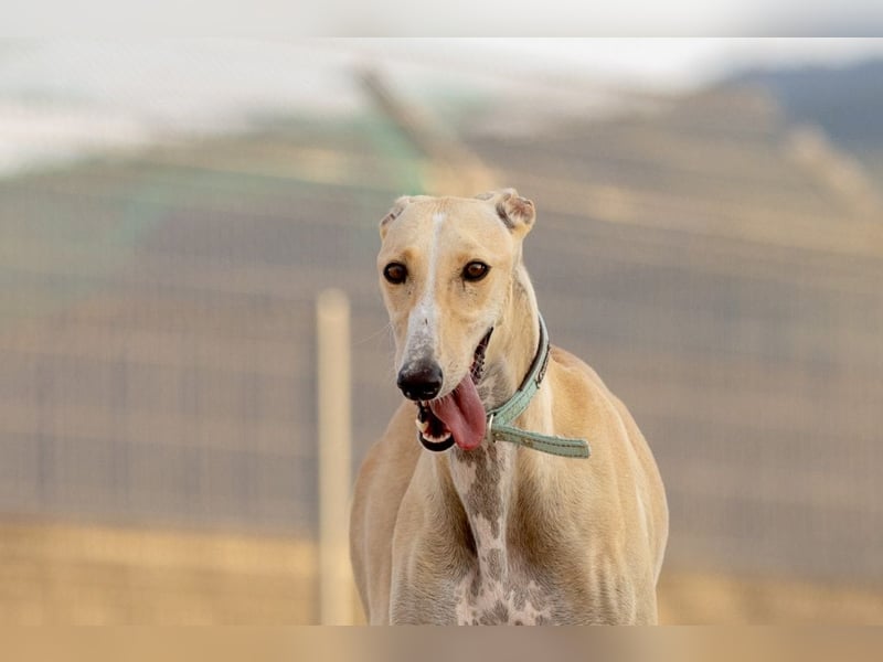 ❤️ CLARINA ❤️    ❗NOTFALL❗