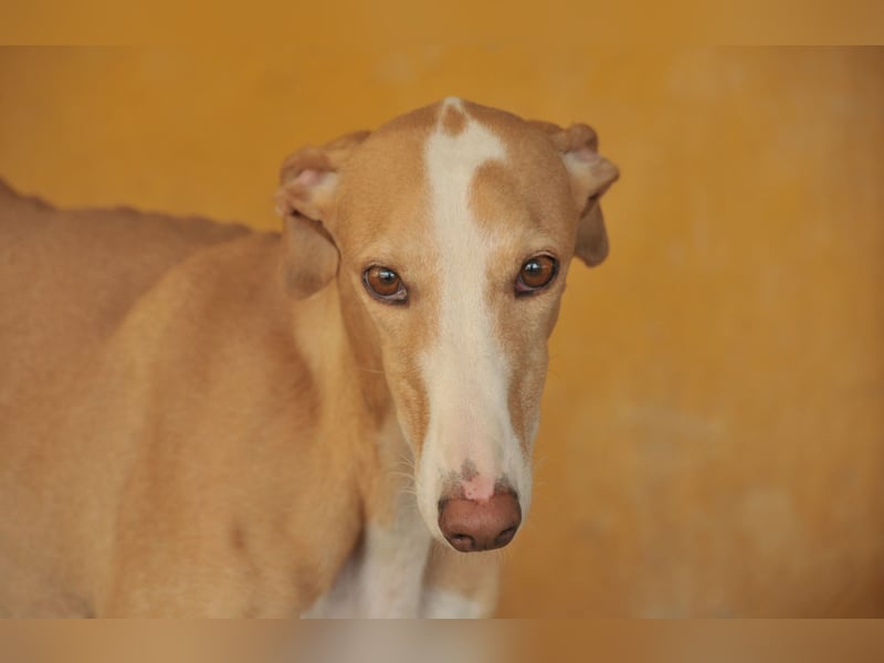 Könnte Fito vielleicht genau der Hund sein, der dein Herz erobert und dein Leben bereichert?