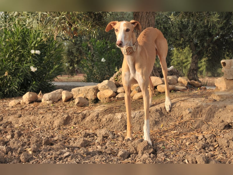 Könnte Fito vielleicht genau der Hund sein, der dein Herz erobert und dein Leben bereichert?
