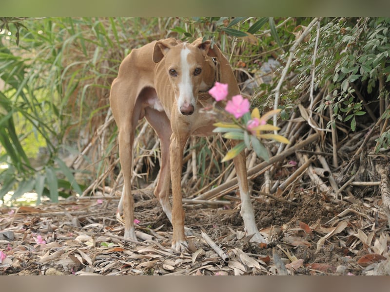 Könnte Fito vielleicht genau der Hund sein, der dein Herz erobert und dein Leben bereichert?