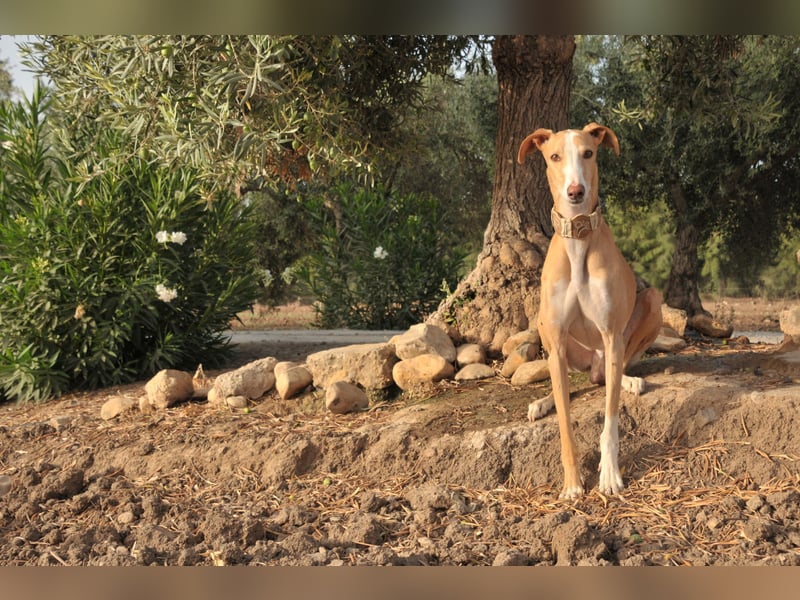 Könnte Fito vielleicht genau der Hund sein, der dein Herz erobert und dein Leben bereichert?
