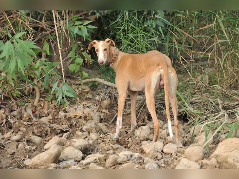 Könnte Fito vielleicht genau der Hund sein, der dein Herz erobert und dein Leben bereichert?