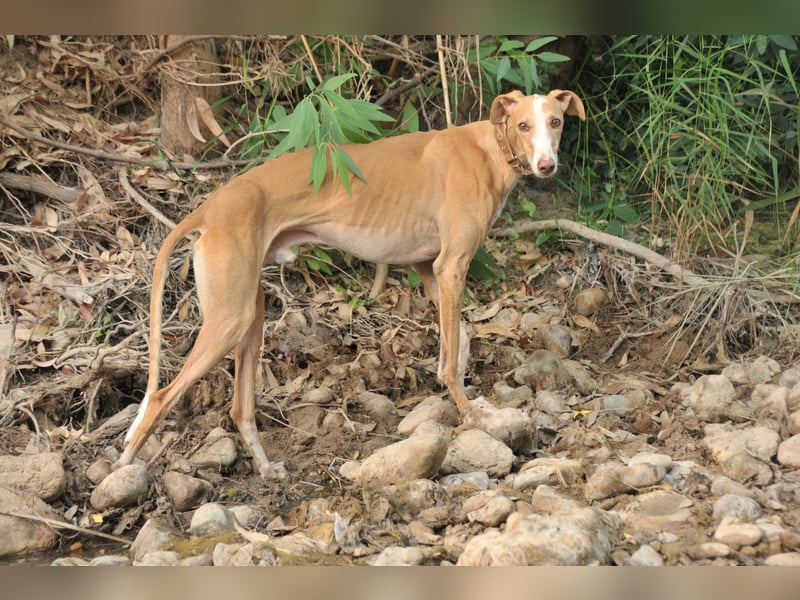 Könnte Fito vielleicht genau der Hund sein, der dein Herz erobert und dein Leben bereichert?