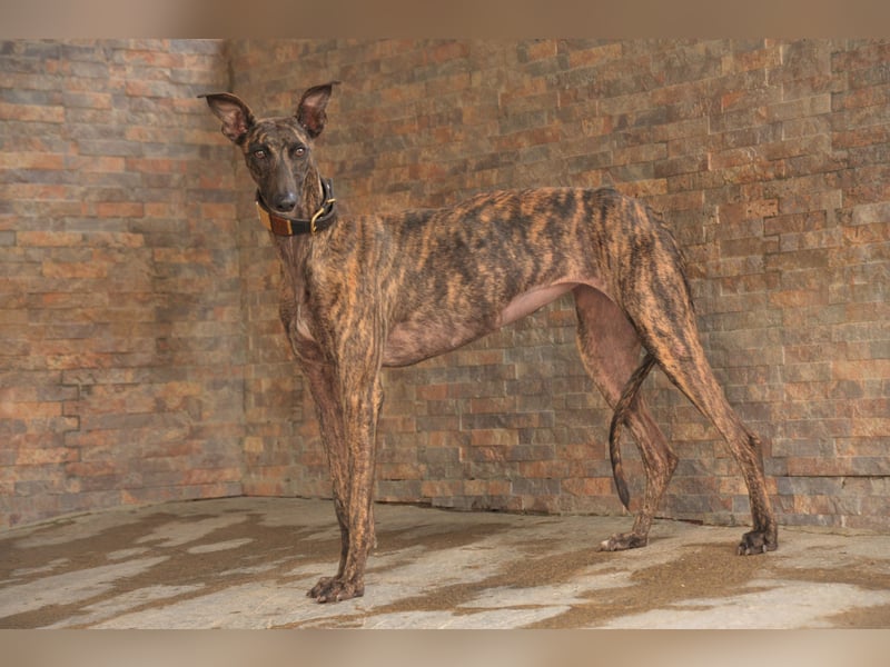 Wird Nani von dir gesehen?