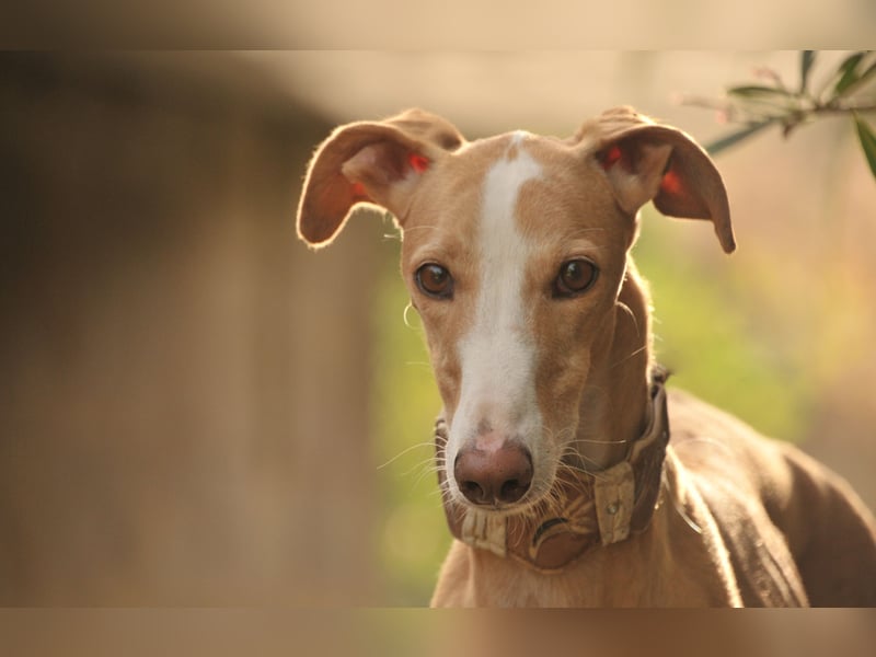Könnte Fito vielleicht genau der Hund sein, der dein Herz erobert und dein Leben bereichert?
