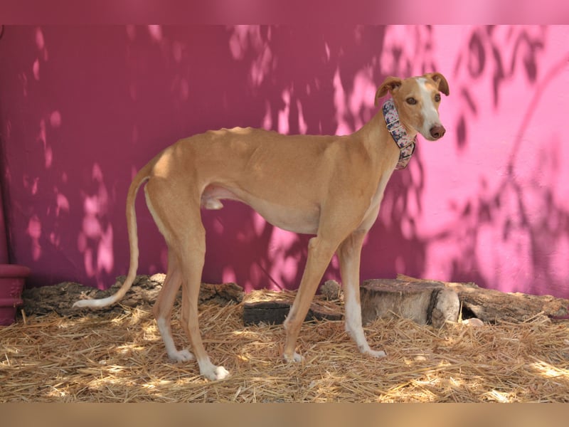 Könnte Fito vielleicht genau der Hund sein, der dein Herz erobert und dein Leben bereichert?