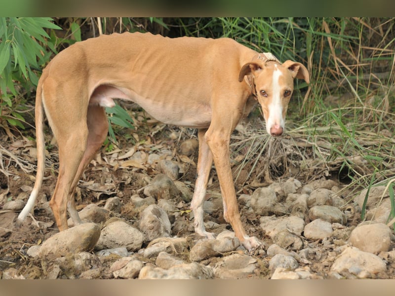 Könnte Fito vielleicht genau der Hund sein, der dein Herz erobert und dein Leben bereichert?