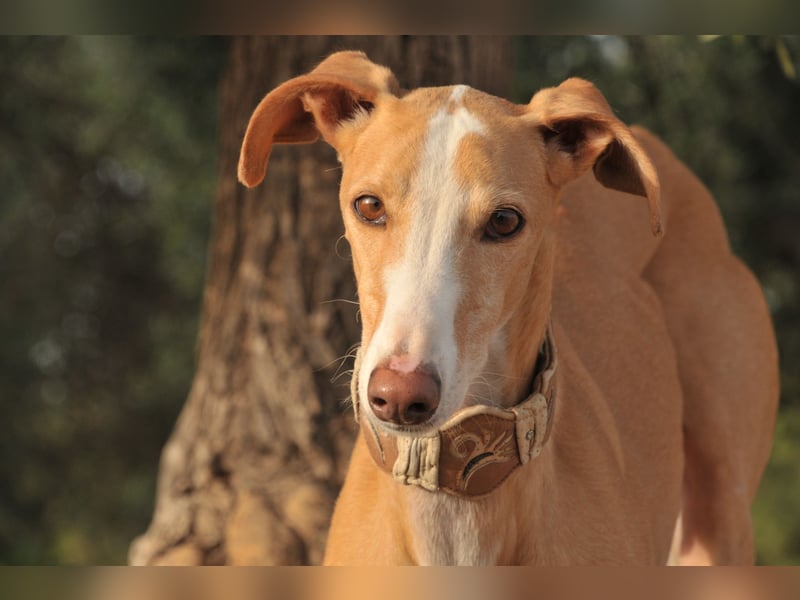 Könnte Fito vielleicht genau der Hund sein, der dein Herz erobert und dein Leben bereichert?