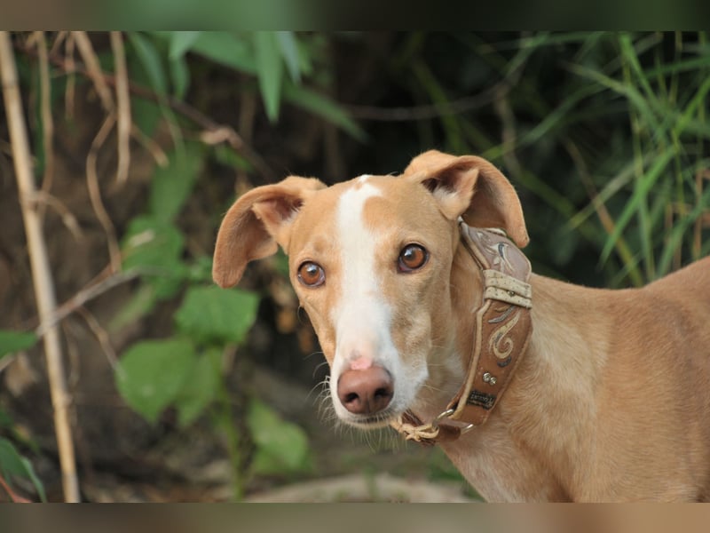 Könnte Fito vielleicht genau der Hund sein, der dein Herz erobert und dein Leben bereichert?