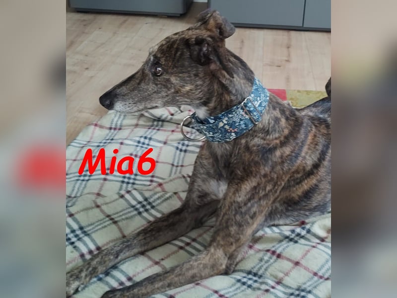 Mia6 geb. 10/2017 (in Deutschland) - zutrauliche und verschmuste Galga!