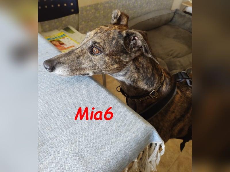 Mia6 geb. 10/2017 (in Deutschland) - zutrauliche und verschmuste Galga!