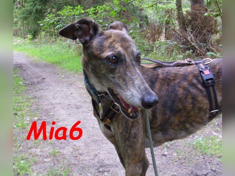 Mia6 geb. 10/2017 (in Deutschland) - zutrauliche und verschmuste Galga!