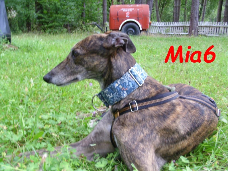 Mia6 geb. 10/2017 (in Deutschland) - zutrauliche und verschmuste Galga!