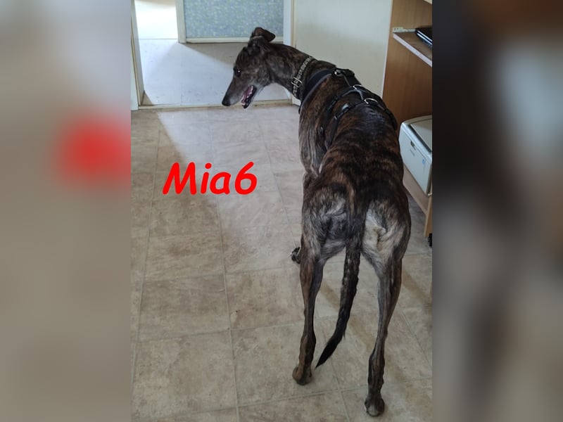 Mia6 geb. 10/2017 (in Deutschland) - zutrauliche und verschmuste Galga!