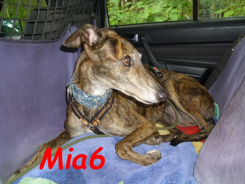 Mia6 geb. 10/2017 (in Deutschland) - zutrauliche und verschmuste Galga!