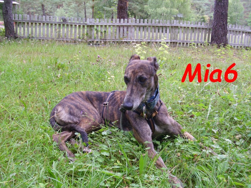 Mia6 geb. 10/2017 (in Deutschland) - zutrauliche und verschmuste Galga!