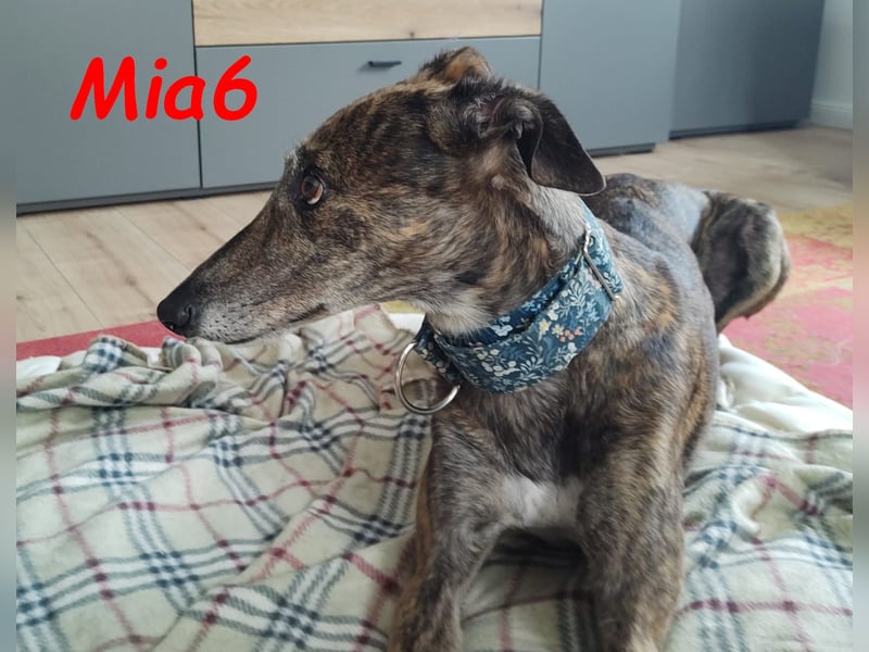 Mia6 geb. 10/2017 (in Deutschland) - zutrauliche und verschmuste Galga!