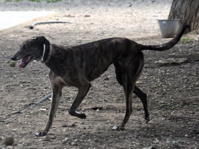 Mia6 geb. 10/2017 (in Deutschland) - zutrauliche und verschmuste Galga!