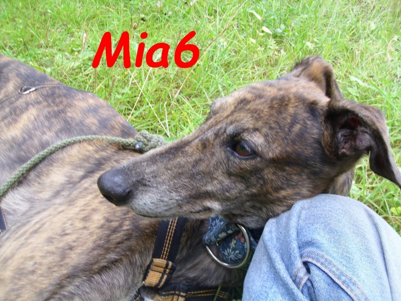 Mia6 geb. 10/2017 (in Deutschland) - zutrauliche und verschmuste Galga!