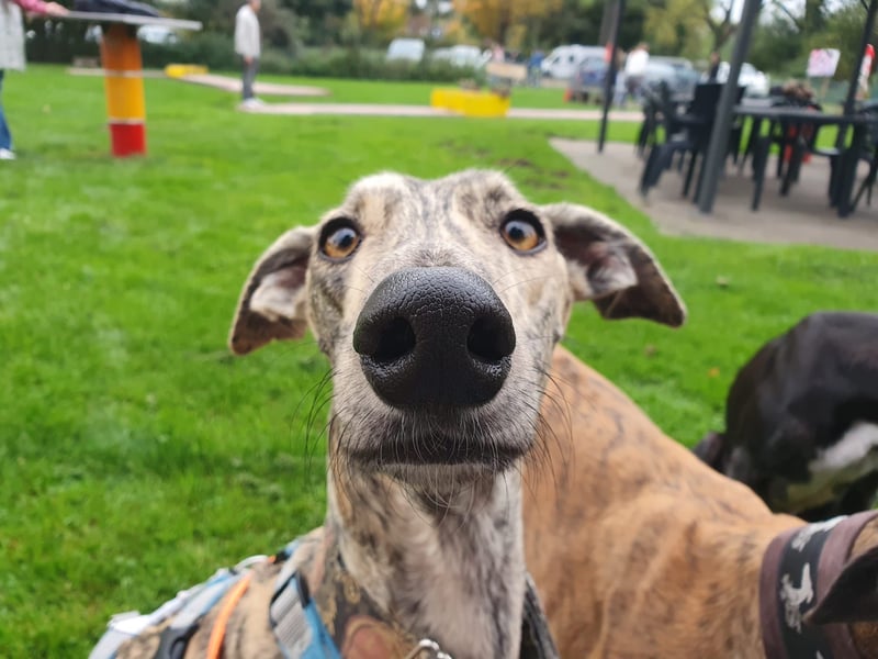 Toni, sucht Zuhause mit Hundekumpel