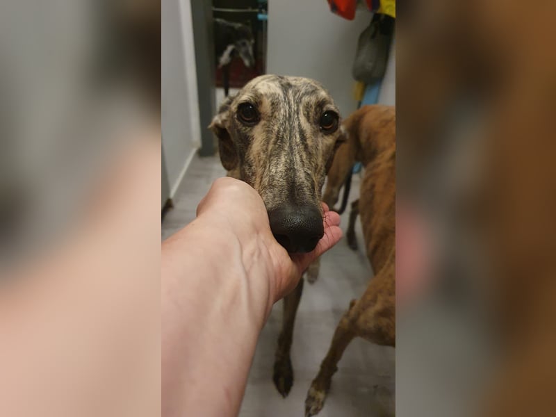 Toni, sucht Zuhause mit Hundekumpel