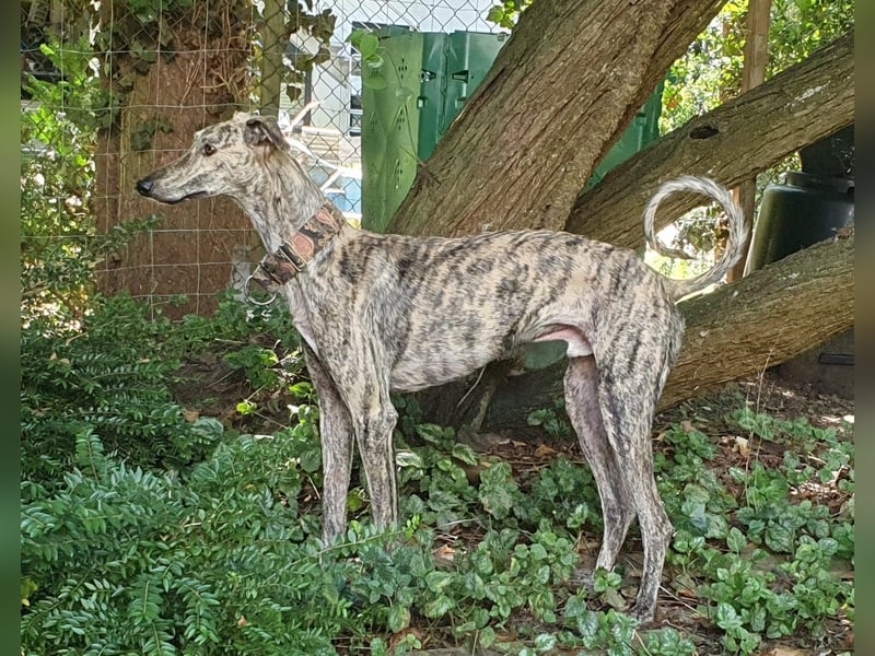 Toni, sucht Zuhause mit Hundekumpel