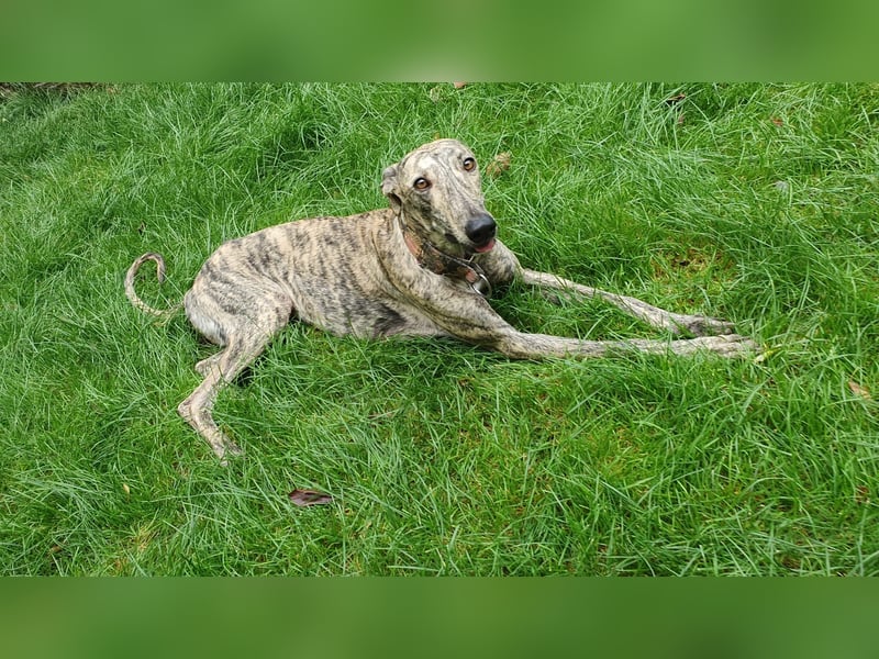 Toni, sucht Zuhause mit Hundekumpel