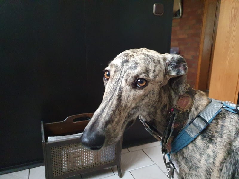 Toni, sucht Zuhause mit Hundekumpel